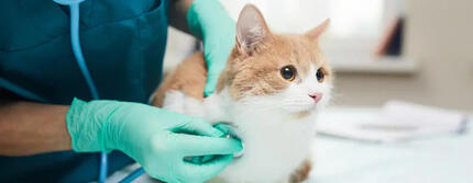 Mon chat tousse : pourquoi et que faire ?
