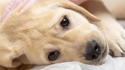 Mon chien a des croûtes sur la peau : que faire ?
