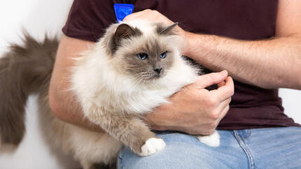 Gingivite chez le chat : tout ce que vous devez savoir