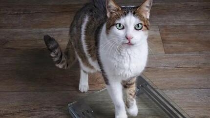 Chat maigre