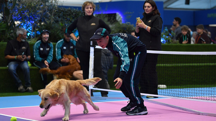 Purina PRO PLAN® organise un échauffement qui a du chien pour les   ramasseurs de balles lors des Nitto ATP Finals à Turin.