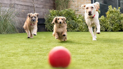 Chien à la mode : les 20 races préférées