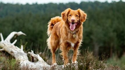 Bien vieillir ensemble : accompagner son chien senior