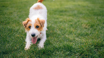 Les prébiotiques pour le chien : tout savoir pour sa santé