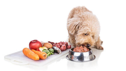 Alimentation crue pour chien