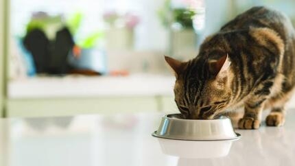 Que doivent manger les chats : les bases de l’alimentation féline et de la nutrition du chat