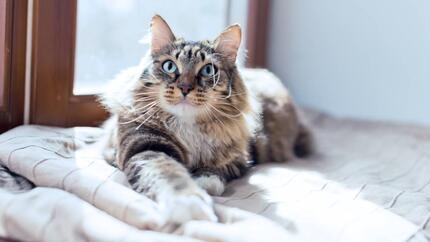 Diarrhée du chat : Causes et traitements
