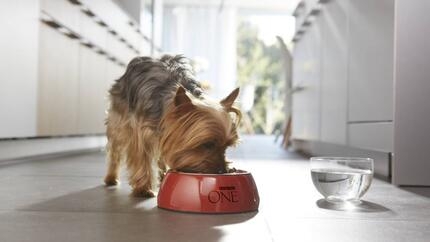 Nourriture humide ou sèche pour chien ?