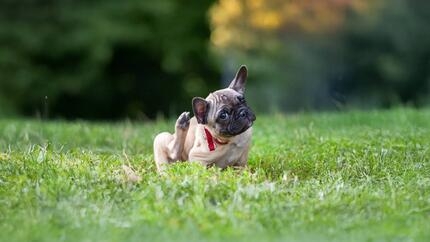 Comment nettoyer les oreilles d’un chien en 7 étapes simples