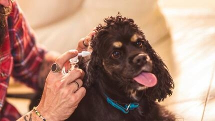 Infections des oreilles chez le chien et autres problèmes auriculaires : symptômes, causes et traitements