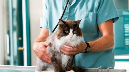 Problèmes rénaux chez le chat : causes et traitements