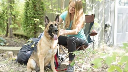 Différences entre le Berger Belge Malinois et le Berger Allemand