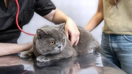 FIV chez le chat : comprendre le sida du chat, ses symptômes et comment protéger votre compagnon