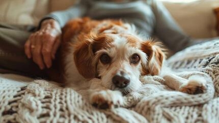 Vomissements chez le chien – Causes et traitements lorsque votre chien vomit