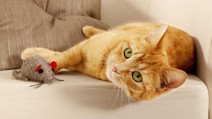 Top 5 des jeux amusants pour chats