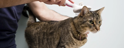 Pellicules chez le chat : causes et conseils pour les traiter