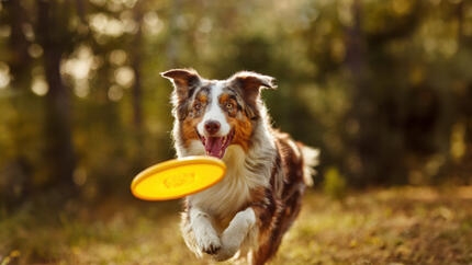 Photo chien activité
