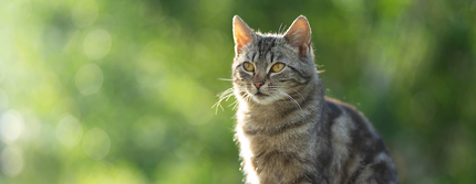 Pourquoi suis-je allergique aux chats ?