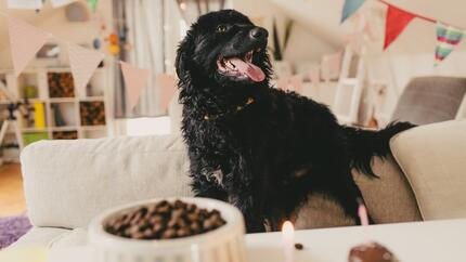 Idées d’anniversaire pour chien : célébrer le jour spécial de votre compagnon