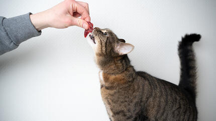 Les chats peuvent-ils manger de la viande crue ?