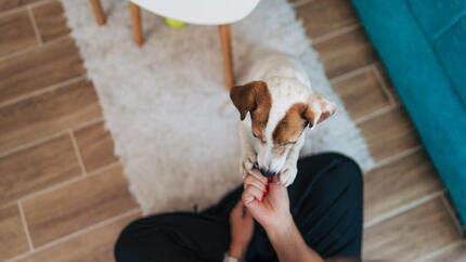 Comment choisir les bonnes friandises à mâcher pour votre chien