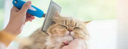 Une allergie aux chats peut-elle disparaître ? Conseils pour vivre confortablement avec des chats
