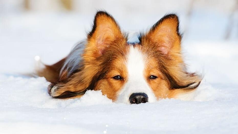 Les chiens et le froid : quels dangers ?