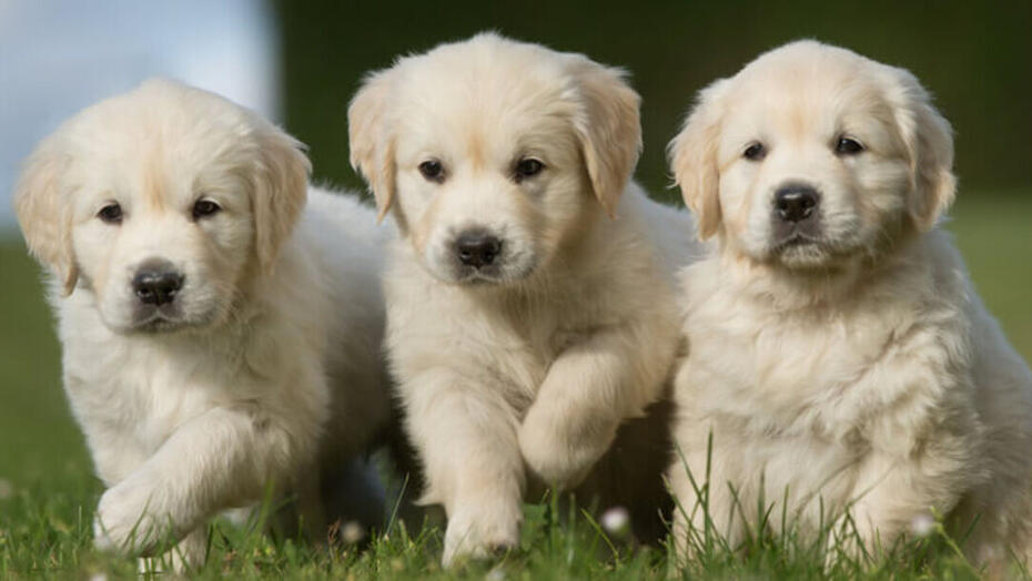 La mise bas d'une chienne et la naissance des chiots