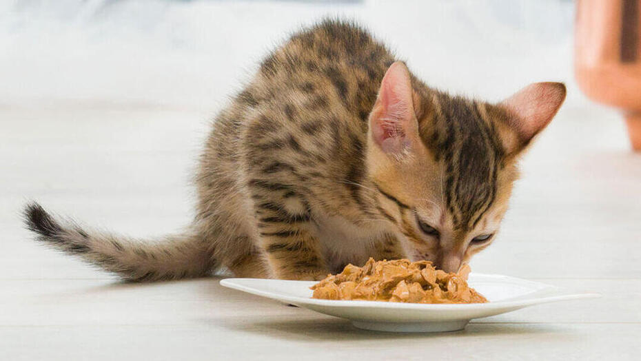 L’alimentation du chaton avant et après le sevrage