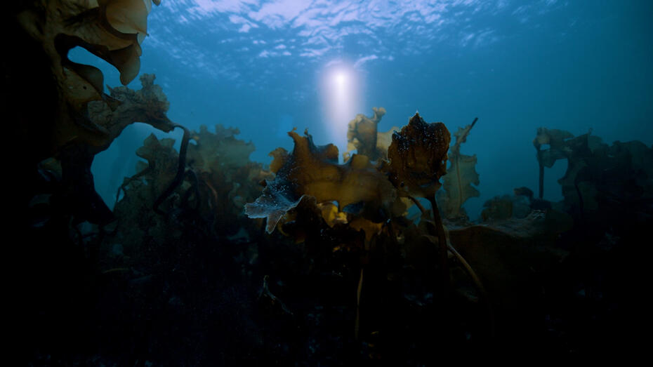 Blue Horizons & Purina - Restauration des Océans