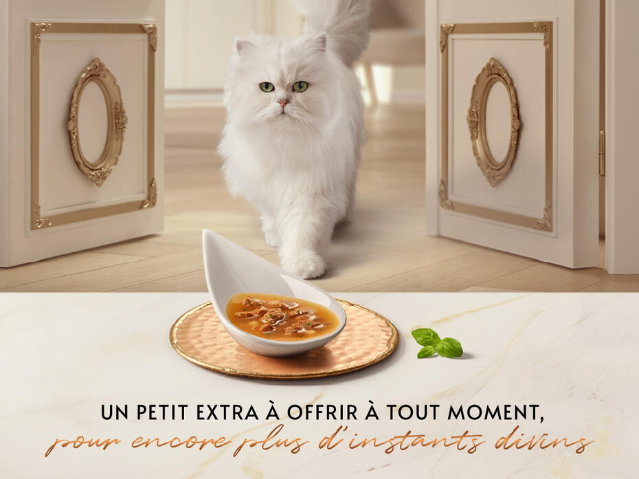 Gourmet Soup Royale