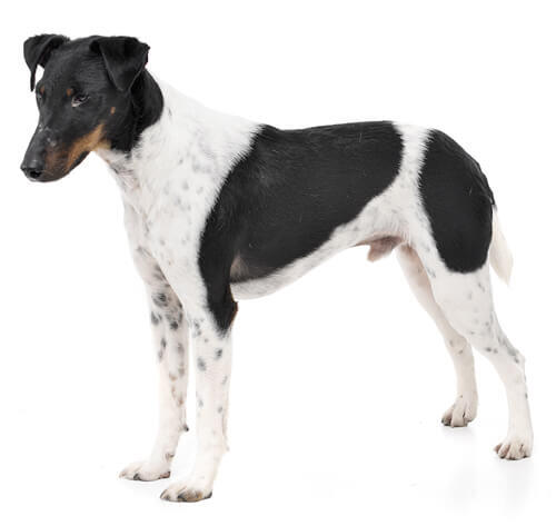 Fox terrier à poil lisse