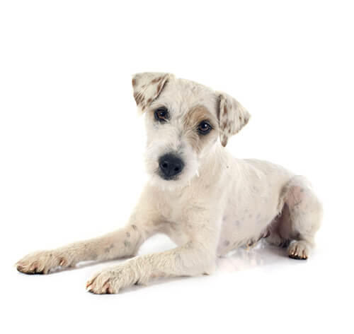 Parson Russel terrier (Terrier du Révérent Russel)