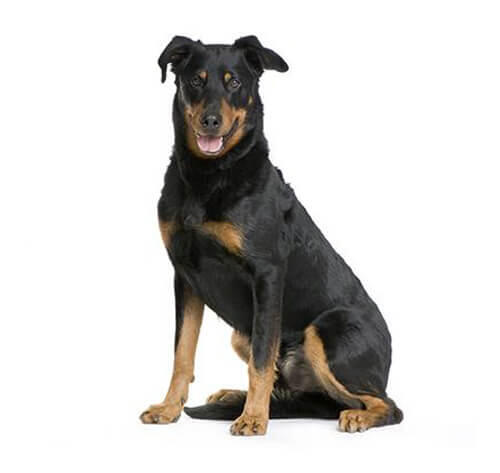 Berger de Beauce (Beauceron)