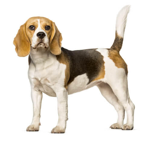  Beagle