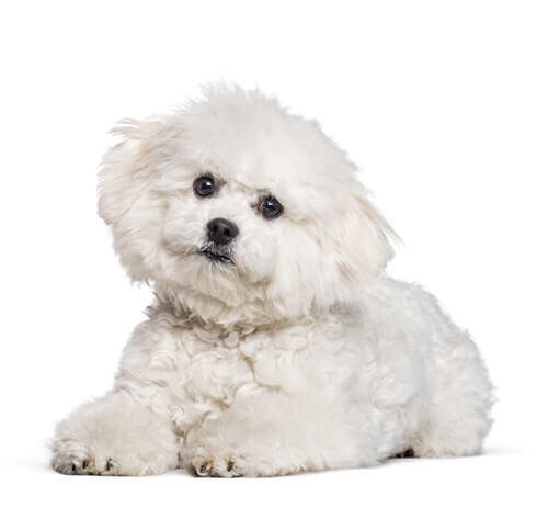  Bichon frisé