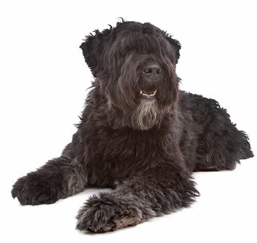 Bouvier des Flandres