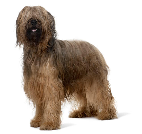 Berger de Brie (Briard)