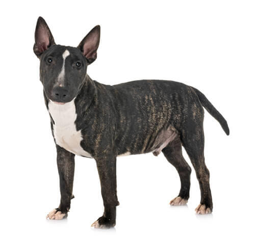 Bull terrier nain