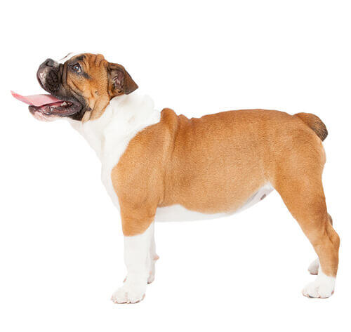 Bouledogue anglais (Bulldog)