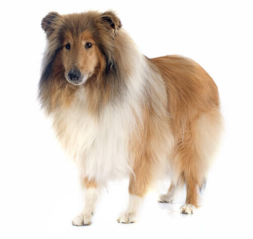 Collie (poil long)