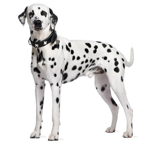 Dalmatien