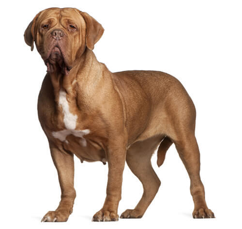  Dogue de Bordeaux