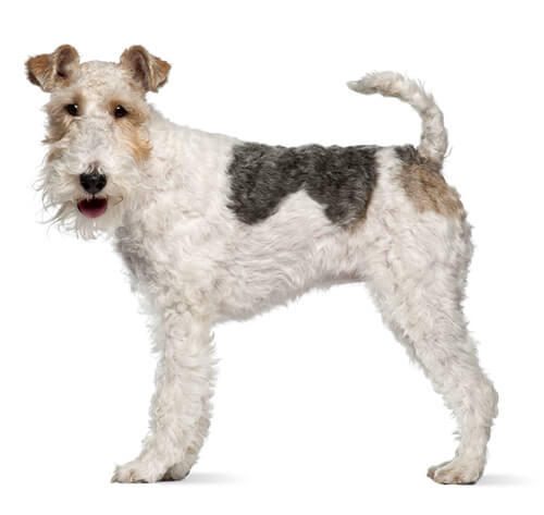 Fox terrier à poil dur