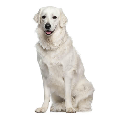 Kuvasz