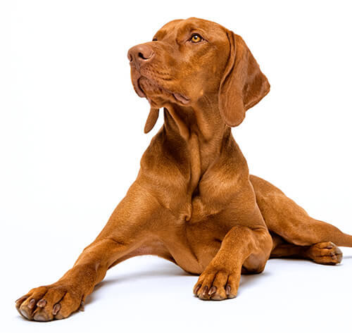 Braque hongrois (Vizsla)