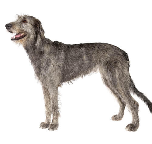  Lévrier irlandais (Irish Wolfhound)