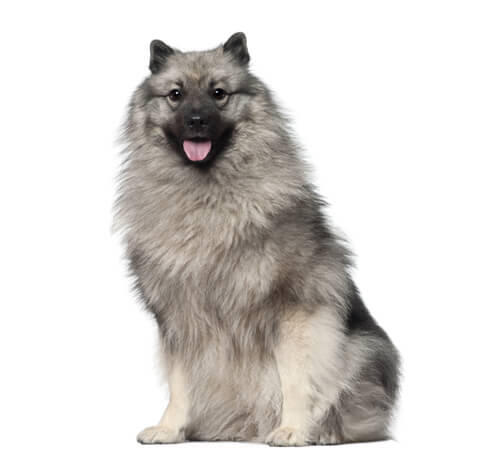 Spitz loup (Keeshond)