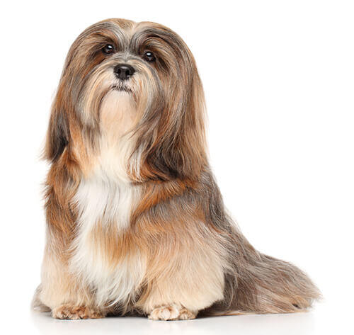 Lhassa Apso