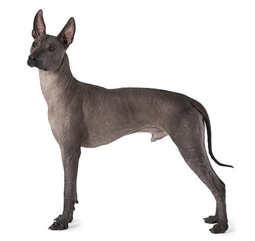 Chien nu du Mexique (Xoloitzcuintle)